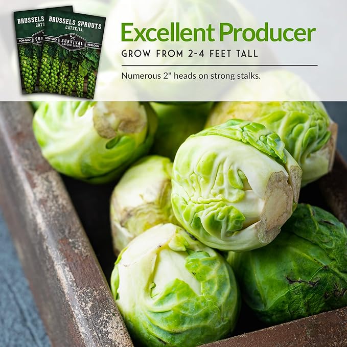 Survival Garden Seeds - Catskill Brussels Sprouts Seed for Planting - 3 Packs with Instructions to Plant and Grow Tasty Cruciferous Vegetables in Your Home Vegetable Garden - Non-GMO Heirloom Variety