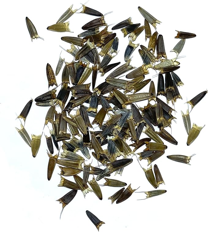 Seed Needs, Mexican Sunflower Seeds - 100 Heirloom Seeds for Planting Tithonia rotundifolia - Annual Wildflower That Attracts Pollinators/Butterflies (5 Packs)