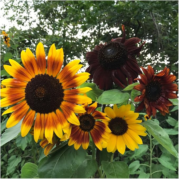 Seed Needs, Sunflower Seed Packet Party Favors - 20 Pre-Filled Packs to Hand Out (Great for Weddings, Bridal Showers, Memorials, Fundraisers & Other Events) Heirloom & Untreated (20 Packets)