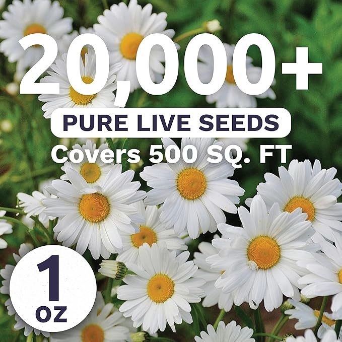 Shasta Daisy Alaska - Large 1 Ounce Packet - 20,000 Flower Seeds for Planting - Leucanthemum × superbum