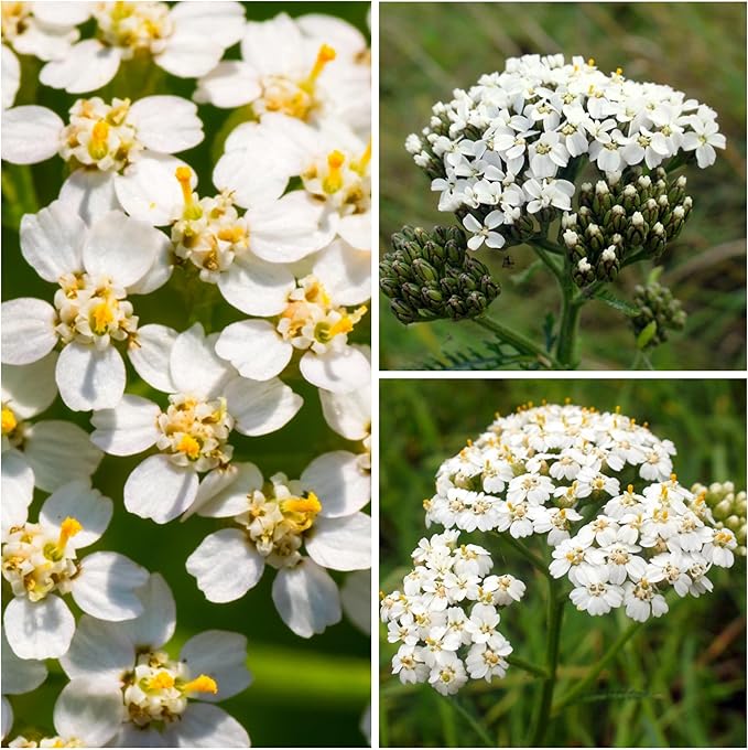 Seed Needs, White Yarrow Seeds - 500 Heirloom Seeds for Planting Achillea millefolium - Perennial Host Plant to Attract Monarch Butterflies & Other Pollinators (2 Packs)
