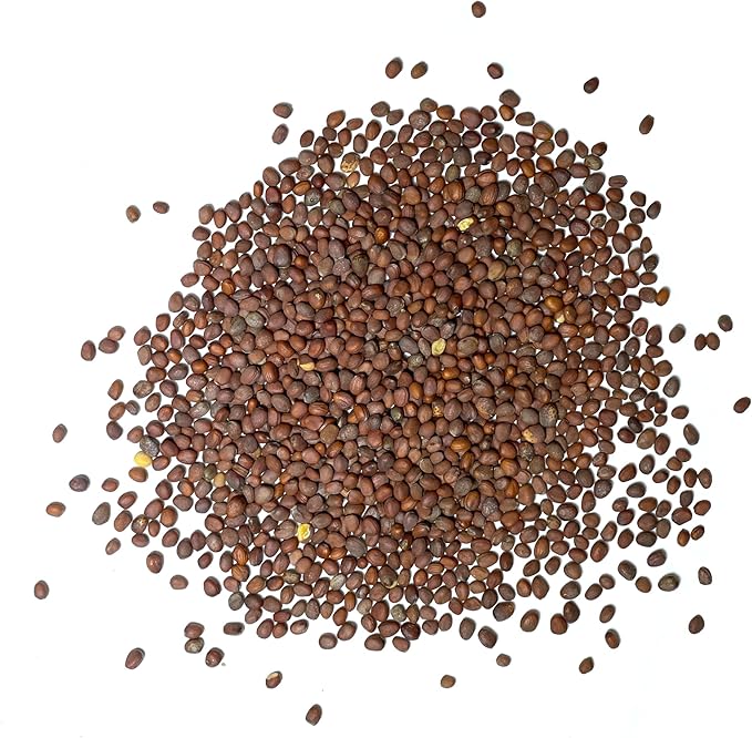 Seed Needs Watermelon Radish Seeds for Planting - Non-GMO, Heirloom & Untreated - Organically Grow a Home Grown Vegetable Garden - Cool Weather Crops (1 Pack)