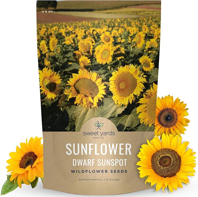 Dwarf Sunspot Sunflower - Bulk 1/4 Pound Pouch - 5,000 Flower Seeds for Planting - Helianthus annuus