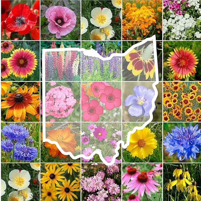Eden Brothers Ohio Wildflower Mixed Seeds for Planting, 5 lbs, 2,400,000+ Seeds with Sweet William, Cornflower | Attracts Pollinators, Plant in Spring or Fall, Zones
