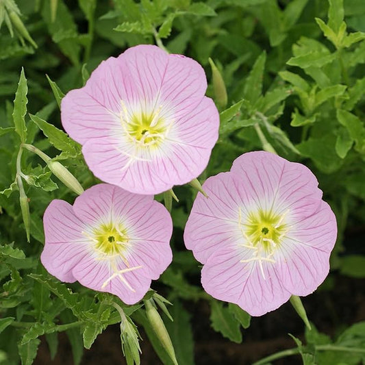 Outsidepride 1/8 lb. Perennial Oenothera Speciosa Showy Evening Primrose Wild Flower Seeds for Planting