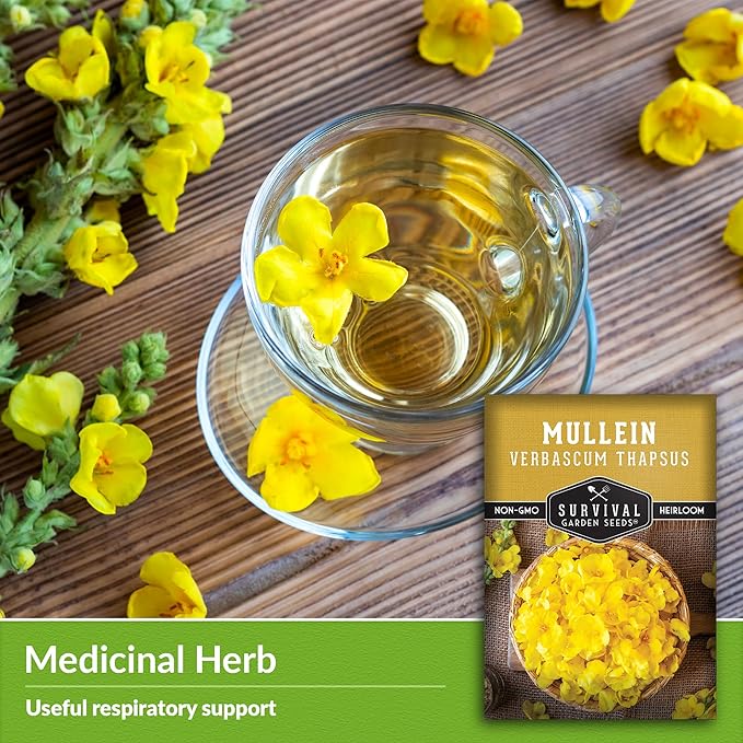 Mullein Seed for Planting - 2 Packets with Instructions to Plant and Grow Medicinal Herb Common Mullein in Your Home Vegetable Garden - Non-GMO Heirloom Variety - Survival Garden Seeds