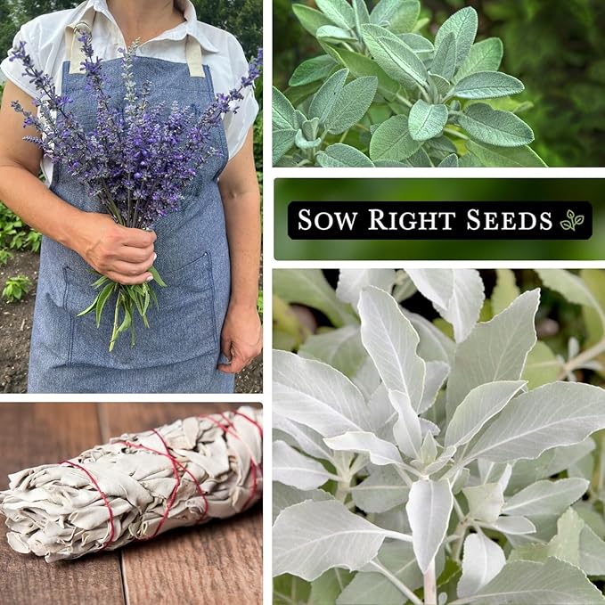 Sow Right Seeds - Sage Seed Collection - Salvia Seeds for Planting Indoors & Outdoors - Non-GMO Heirloom Common, White & Blue Varieties - Grow Aromatic Herb Garden - Perfect for Herbal or Culinary Use