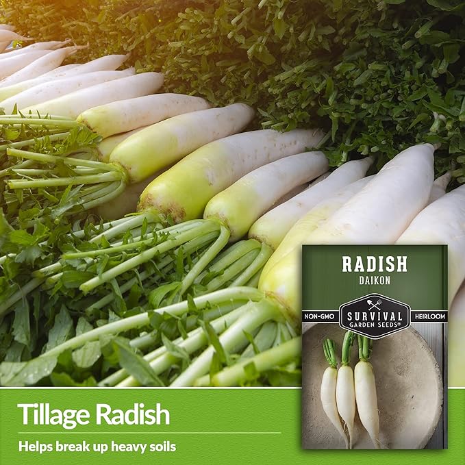 Survival Garden Seeds - Daikon Radish Seed for Planting - 2 Packs with Instructions to Plant and Grow Japanese Radish Vegetables in Your Home Vegetable Garden - Non-GMO Heirloom Variety