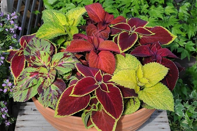 100+ Seeds Coleus Variety Mix (Black Dragon, Chocolate Covered Cherry, Wizard Coral Sunrise, French Quarter, Watermelon, Wizard Rose, Wizard Jade) - Flower Multicolor