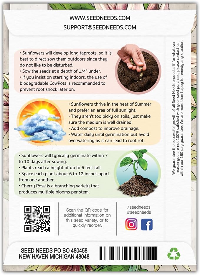 Seed Needs, Cherry Rose Sunflower Seeds - 50 Hybrid Seeds for Planting Helianthus annuus - Bi-Color Blooms for an Outdoor Butterfly Garden, Great Cut Flowers (5 Packs)