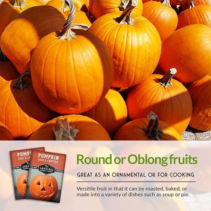 Survival Garden Seeds - Jack-O-Lantern Pumpkin Seed for Planting - 5 Packs with Instructions to Plant and Grow Orange Carving Pumpkins in Your Home Vegetable Garden - Non-GMO Heirloom Variety