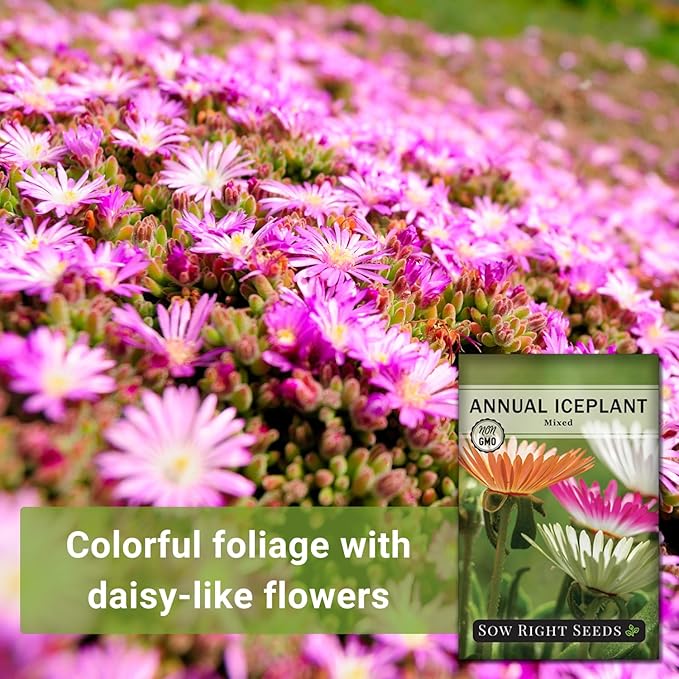 Sow Right Seeds - Ice Plant Flower Seeds for Planting - Non-Invasive Livingstone Daisy, Succulent Like Leaves - Beautiful Flowers to Plant in Your Garden - Non-GMO Heirloom Packet (1)