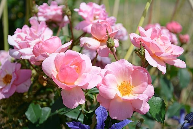 Green Promise Farms Rosa `Peachy Knock Out` (Reblooming) Rose, #2 Size Container, peach flower