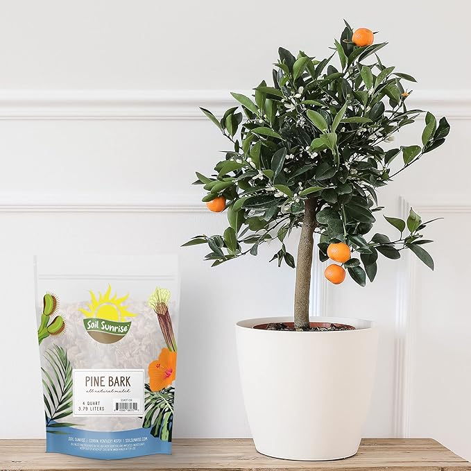 100% Natural Pine Bark Mulch Nuggets (4 Quarts), Small Mulch Chips for Indoor/Outdoor Container Gardening, Ideal for Soil Supplement, Houseplant Mulch, and Terrariums