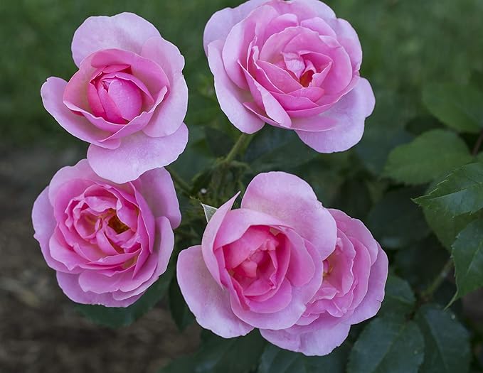 Green Promise Farms KOROSPCHK Rosa Peachy Knock, 3-Size Container, Peach Flowers