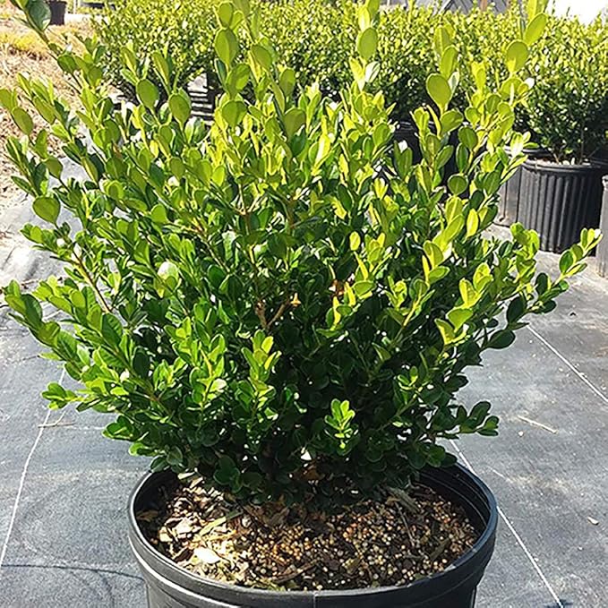 Shrub Wintergreen Boxwood 2.5 Qt, 1 Gallon, Green Foliage (Pack of 4)