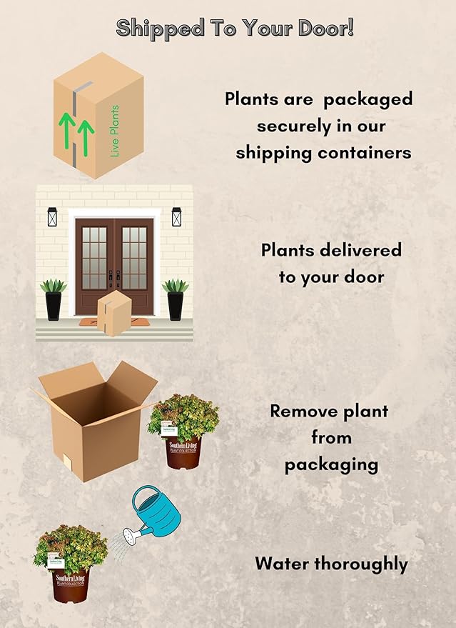 Southern Living Kaleidoscope Abelia, 2 Gal, Multi