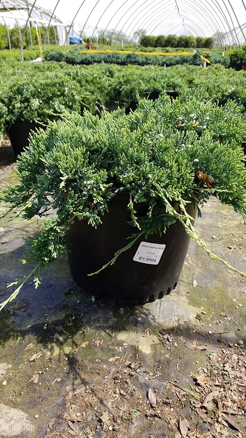 Blue Rug Juniper, blue leafed evergreen plant in 3 Gallon pot - Juniperus Horizontalis 'Wiltonii'