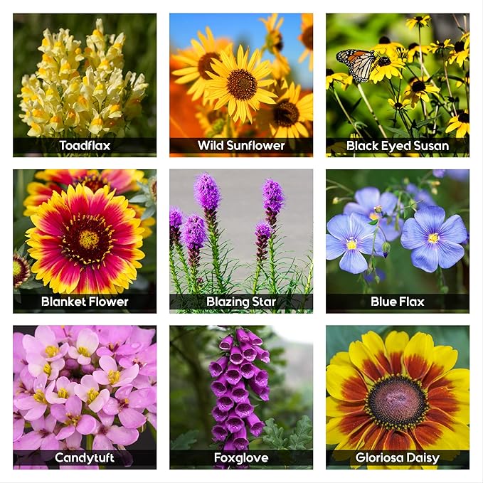 NatureZ Edge Wildflower Seeds Mix – 2 Oz, 85,000 Seeds, 35 Variety Perennial & Annual Flower Seeds to Plant Outside, Bulk Wildflower Seeds, Wild Flower, Semillas de Flores