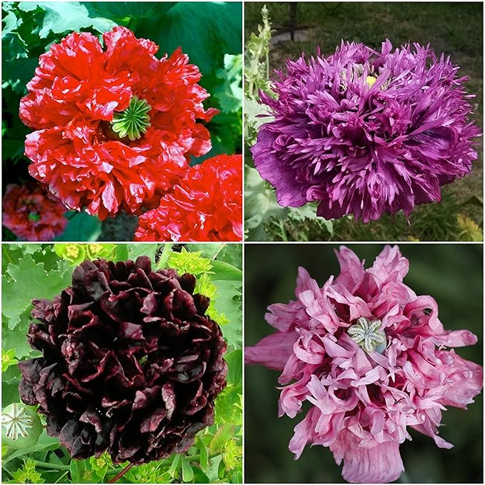 Seed Needs Mixed Peony Poppy Seeds for Planting - Heirloom & Open Pollinated - Colorful Mixture to Plant an Outdoor Butterfly Garden, Attracts Pollinators (1 Pack)