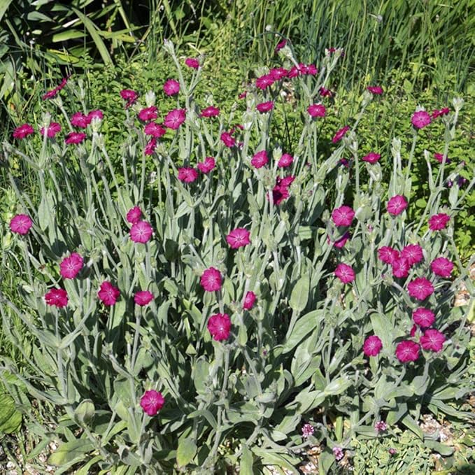 Outsidepride 5000 Seeds Perennial Lychnis Coronaria Rose Campion Flower Seeds for Planting