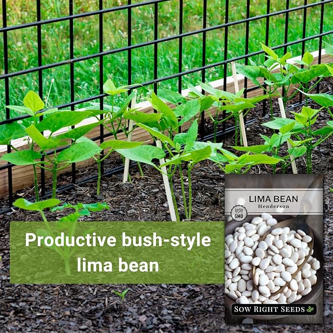 Sow Right Seeds - Bush Henderson Lima Bean Seeds for Planting - Non-GMO Heirloom Packet, Instructions to Plant an Outdoor Home Vegetable Garden - White Lima Variety - Great for Canning or Freezing (3)