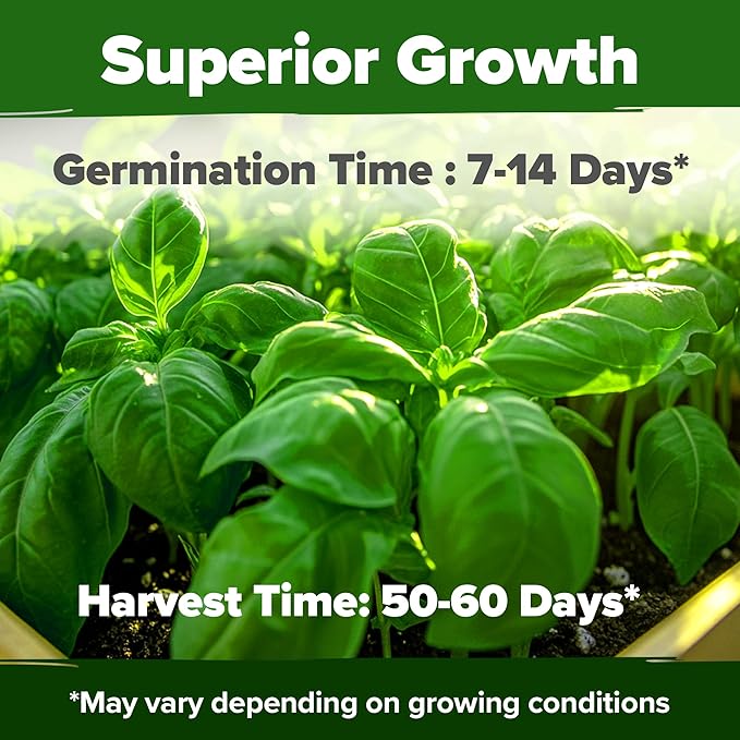 HOME GROWN Genovese Basil Seeds Pack - 1750 High Germination, Non-GMO Heirloom Seeds (Ocimum basilicum) - Perfect Herb Seeds for Planting Indoor & Outdoor Gardening - Grow Basil Plant for Culinary Use