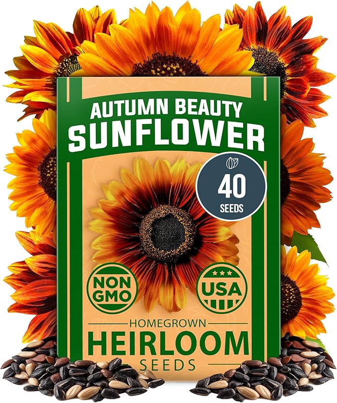 HOME GROWN Autumn Beauty Sunflower Seeds to Plant - 40 Heirloom and Non-GMO Sunflower Seeds for Planting - Blooms for Pollinator Support, and Ornamental Flower Garden (Helianthus annuus)