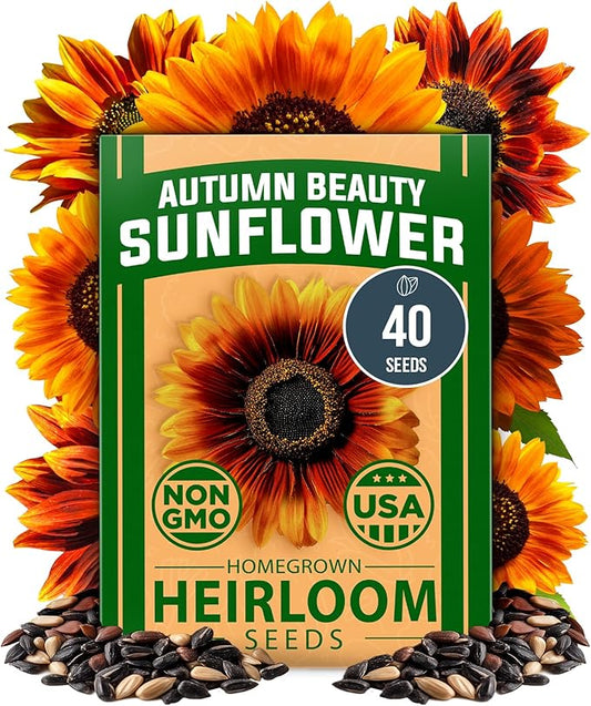 HOME GROWN Autumn Beauty Sunflower Seeds to Plant - 40 Heirloom and Non-GMO Sunflower Seeds for Planting - Blooms for Pollinator Support, and Ornamental Flower Garden (Helianthus annuus)