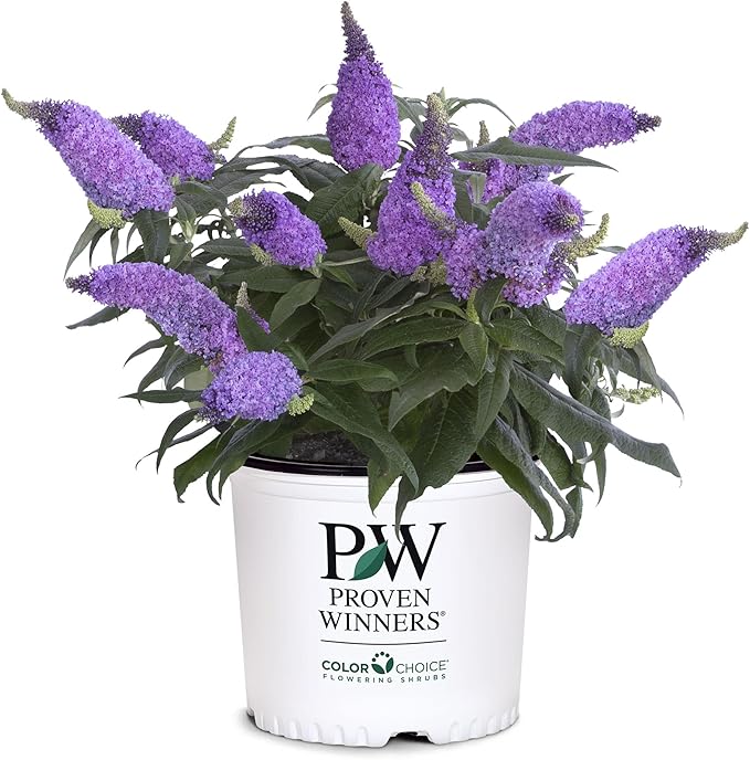 2 Gal. Pugster Ameythst Buddleia Shrub