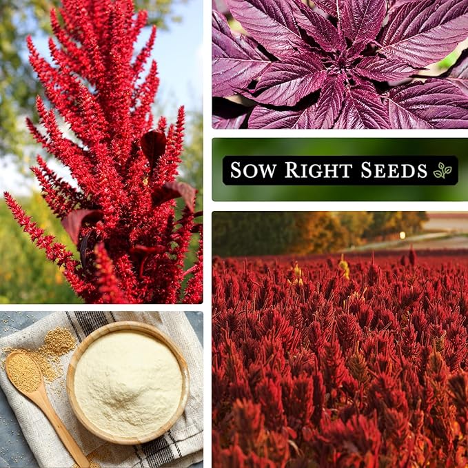 Sow Right Seeds - Red Garnet Amaranth Seeds for Planting - Non-GMO Heirloom Packet with Instructions to Plant & Grow an Outdoor Home Vegetable Garden - Colorful & Unique - Trailing Variety (3)