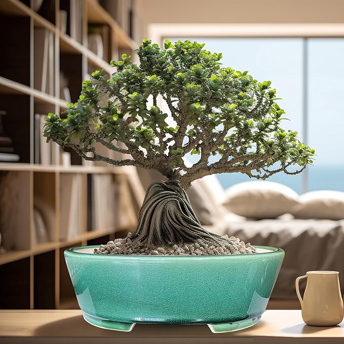 MUZHI 9” Glazed Oval Green Bonsai Planter Pot with Humidity Tray, Classic Neat Ice Crack Long Bonsai Tree Succulent Plant Pot with Saucer