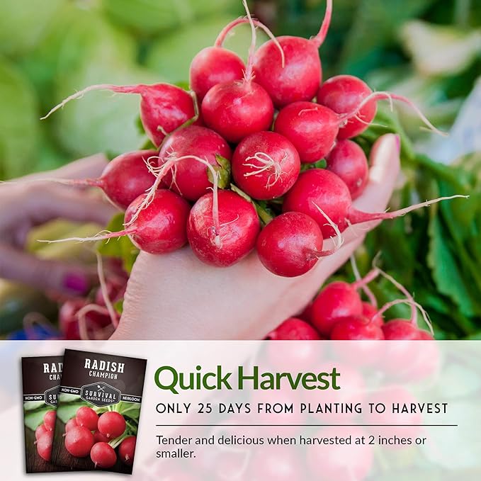 Survival Garden Seeds - Champion Radish Seed for Planting - 3 Packets with Instructions to Plant & Grow Red Radishes in Your Home Vegetable Garden - Non-GMO Heirloom Variety Vegetable Seed