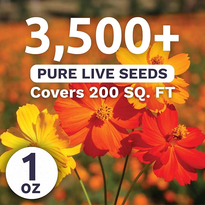 Sulphur Cosmos - Bright Lights Mix - Large 1 Ounce Packet - 3,500 Flower Seeds for Planting - Wildflower Mix