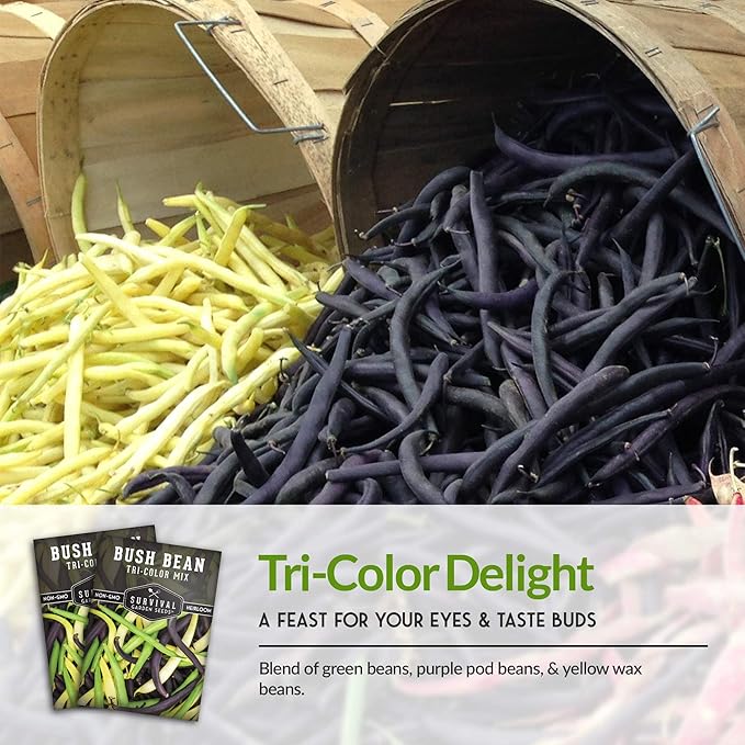 Survival Garden Seeds - Tri-Color Bean Seed for Planting - 5 Packs with Instructions to Plant and Grow Yellow, Purple, and Green Bush Beans in Your Home Vegetable Garden - Non-GMO Heirloom Variety