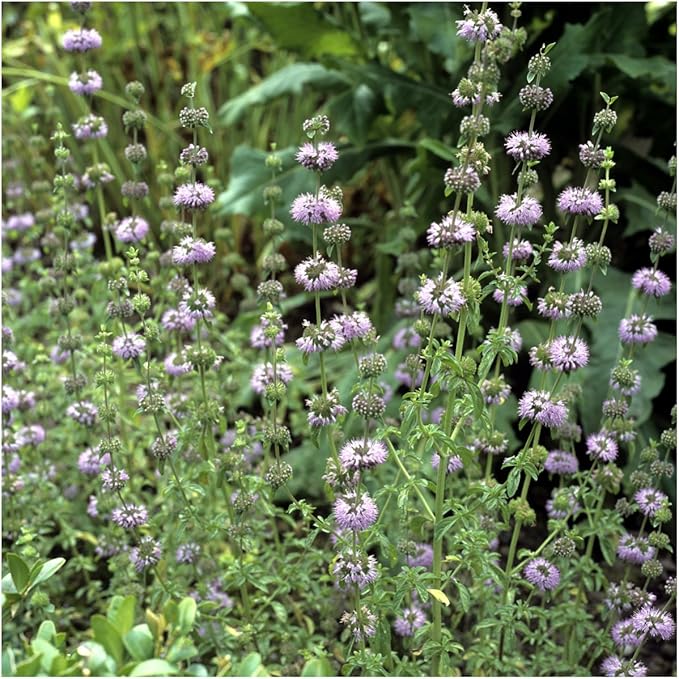 Seed Needs, Pennyroyal Mint Seeds - 1,000 Heirloom Seeds for Planting Mentha pulegium - Medicinal Herb Non-GMO & Untreated for Indoor/Outdoor Gardens (1 Pack)