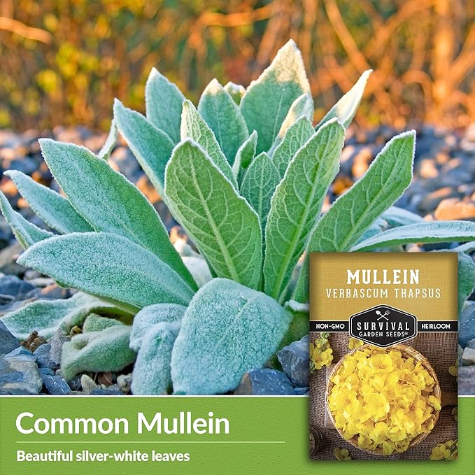 Mullein Seed for Planting - 3 Packets with Instructions to Plant and Grow Medicinal Herb Common Mullein in Your Home Vegetable Garden - Non-GMO Heirloom Variety - Survival Garden Seeds