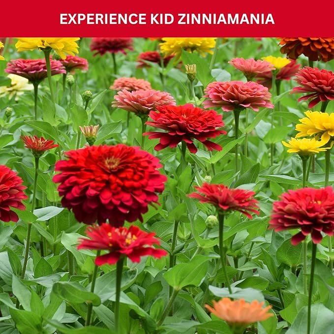 Kids Outdoor Zinnia Garden Kit - Complete Kit for Growing Your Own Zinnias from Seeds with Grow Rings and Greenhouse Germination Domes, Non-GMO Seeds, BPA-Free