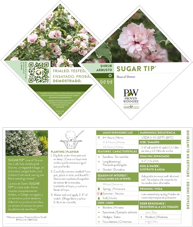 Sugar Tip Hibiscus, 2 Gallon, Blush Pink Blooms