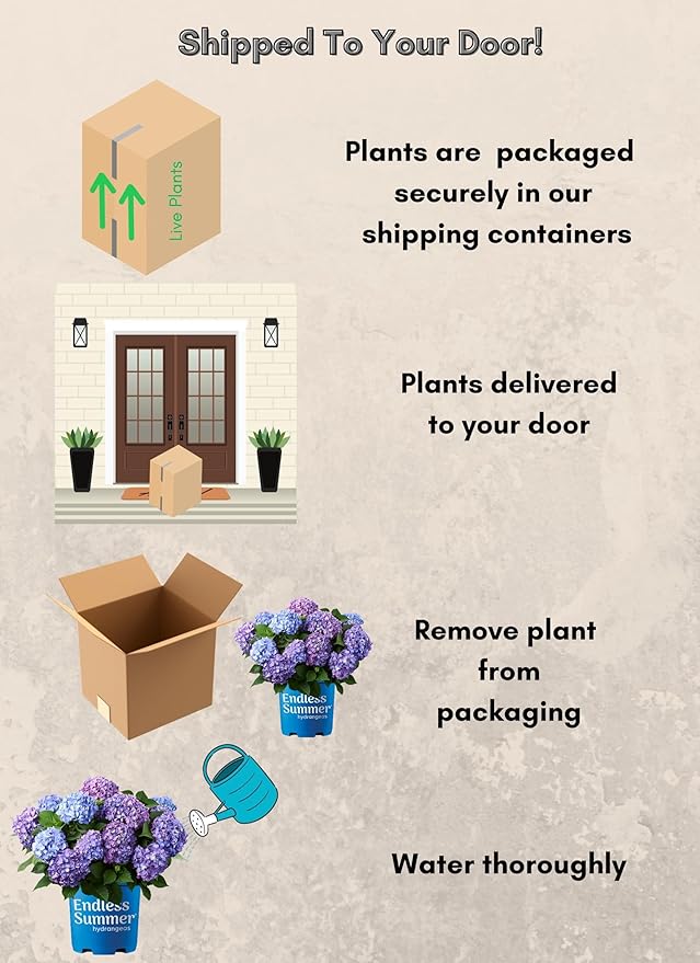 Endless Summer Bloomstruck Hydrangea, 2 gal. Pink and Purple Blooms