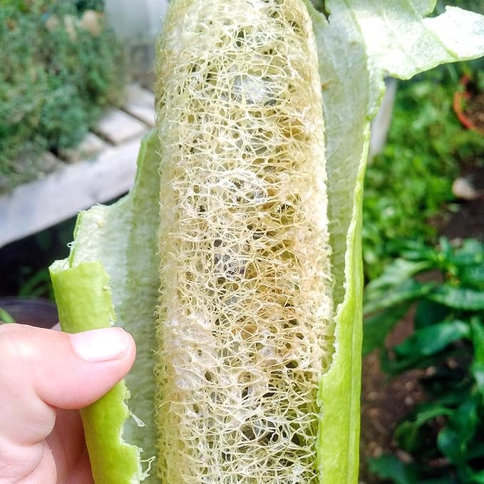 Luffa Seeds, Heirloom Loofah Seeds Packet for Planting Outdoor, Non-GMO Vegetable Seeds Garden Kit, Growing Supply for Bath Sponge for Fresh Veggie Food, Easy to Storage
