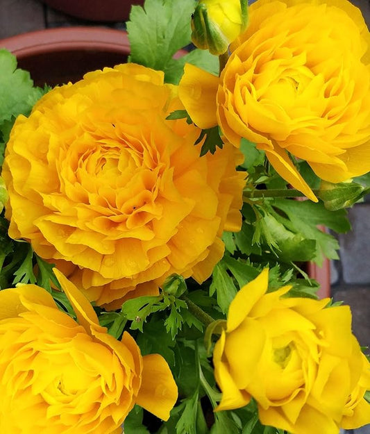 Mixed Peony Ranunculus Bulbs- Persian Buttercup -10 Corms Bulbs Flowering Blooms Perennial Bulbous Root Garden Plant (Yellow)