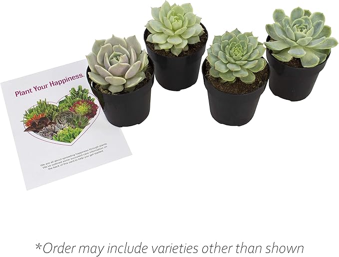 Altman Plants, Echeveria Succulents Live Plants (4 Pack), Live Succulents Plants Live Houseplants, Live Indoor Plants Succulent Plants, Succulent Plant House Plants Indoors Live Succulent Party Favors