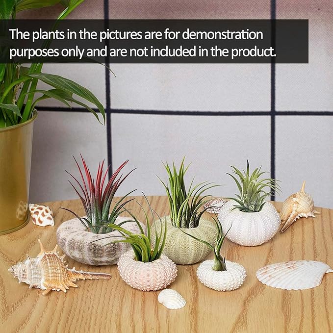5 Pack Mini Sea Urchin Shell Air Plant Holders- 5 Styles Decorative Hanging Air Plant Pot, Tillandsia Succulent Display Container for Home Gardening Gifts Garden Beach Theme Party Decors, No Plants