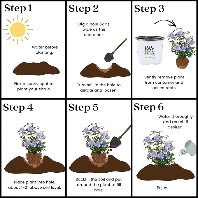 2 Gallon Proven Winners Blue Chiffon Hibiscus Shrub