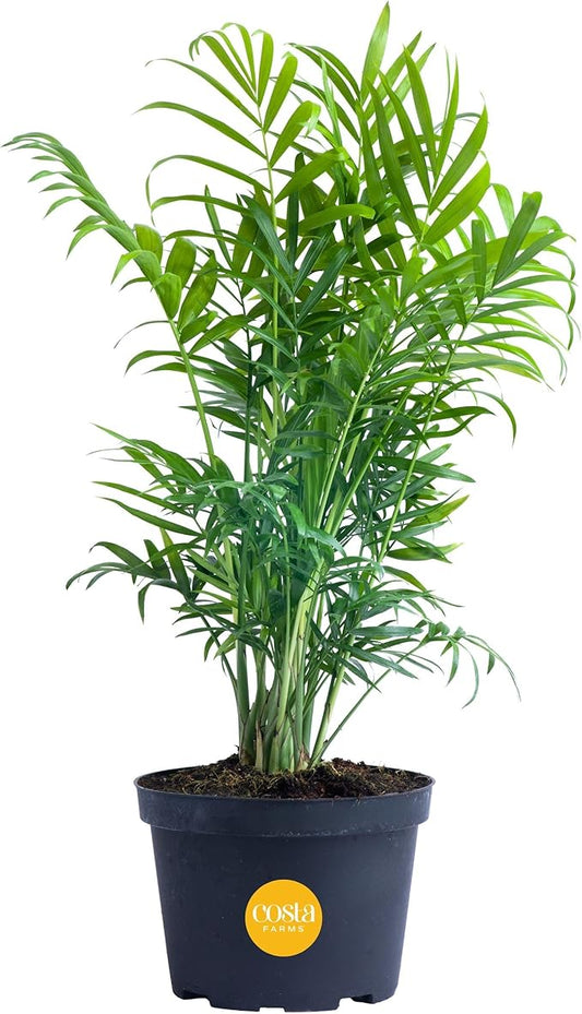 Costa Farms Neanthebella Palm Parlor Palm Live Indoor Plant 12-Inches Tall, Ships in Grower's Pot