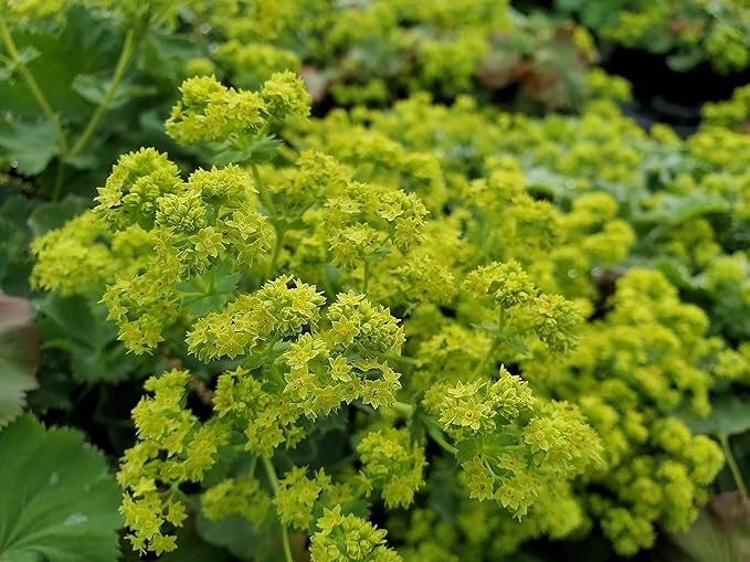 Alchemilla mollis (Ladys Mantle) Perennial, yellow flowers, #1 - Size Container