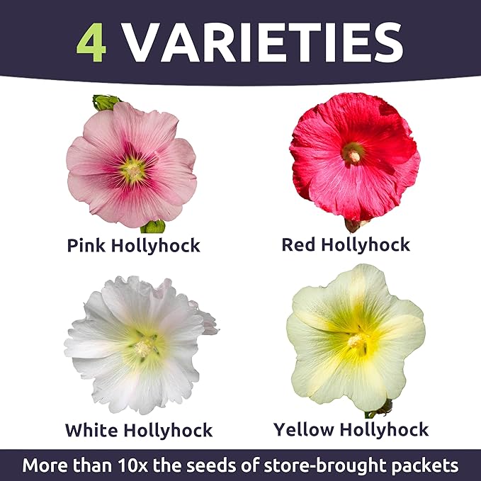 Hollyhock Single - Mixed Colors - Large 1 Ounce Packet - 2,500 Flower Seeds for Planting - Alcea rosea