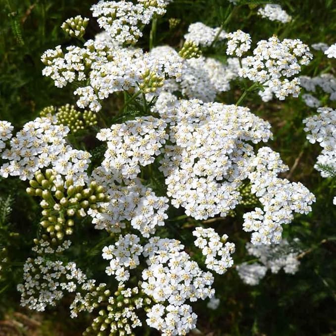 1000+Perennial Mixed Yarrow Flowers Seeds for Planting Outdoor Garden, Non-GMO,Heirloom