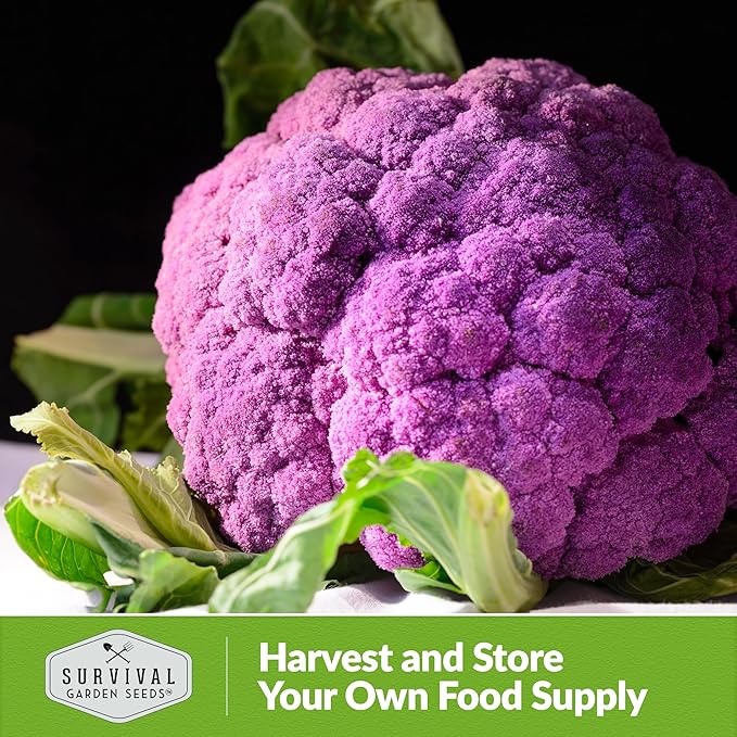 Di Sicilia Violetto Purple Cauliflower Seed for Planting - 5 Packets with Instructions to Plant & Grow Unique Cauliflower Plants in Your Home Garden - Non-GMO Heirloom Variety - Survival Garden Seeds